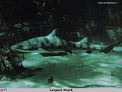 GCSR034-Leopard_Shark copia